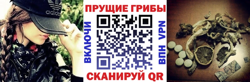 Купить где Алейск Галлюциногенные грибы Cubensis
